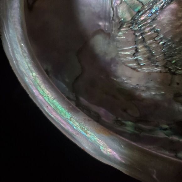 Vintage Large Red Abalone Shell Exquisite Specimen 7.5" Long X 6" Wide X 2" High - Picture 6 of 10